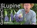 Lupine - Lupinus species - How to grow Lupines