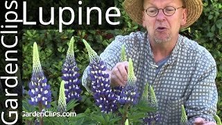 Lupine - Lupinus species - How to grow Lupines
