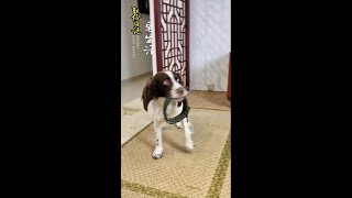 仔仔：艾玛呀！闯祸了…… #萌宠日常记录 #我家毛孩子 #史宾格