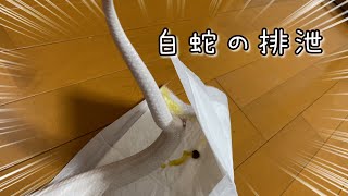 【閲覧注意】白蛇の排泄シーンがあります。コハクさんのうんちシーン。