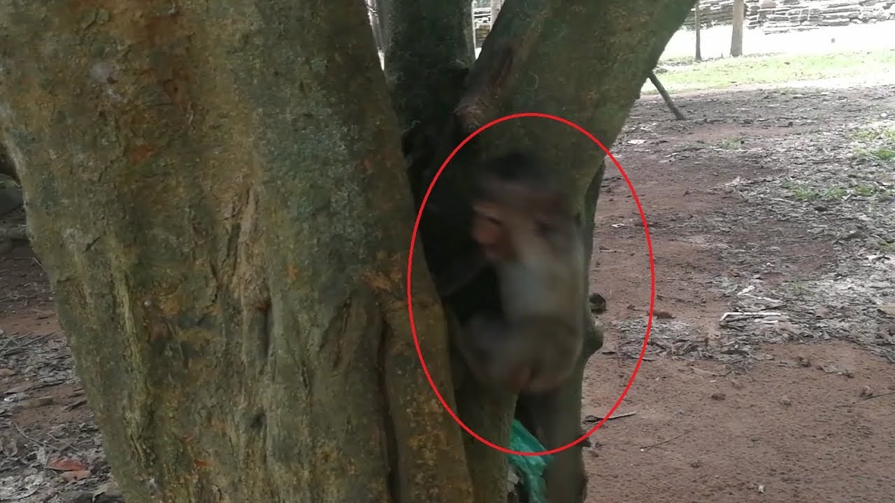 Supper pitiful Baby Lori cry loudly by fall down from tree , Baby Lori try to follow mom Amari