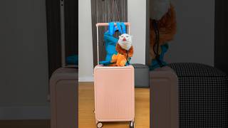 Thumbnail for САМАЯ ХИТРАЯ КОШКА 🙈 #cat #funny #pets #funnycats #comedy #memes #animals