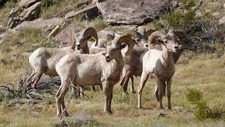 A day in the flowers with the bighorn sheep