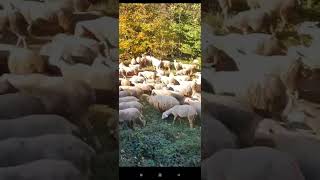 карпати# вівці