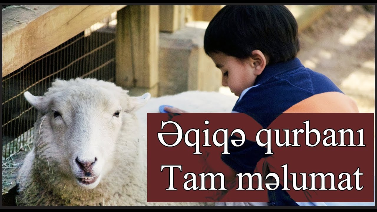 Əqiqə qurbanı Tam məlumat