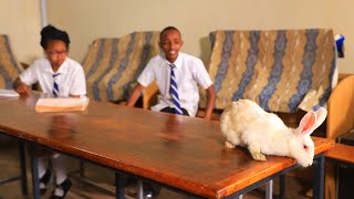 Student Turned To A Rabbit After Stealing The Librarian