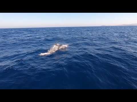 See dolphins compete