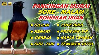🔴 LIVE 71 - Pancingan Murai Batu Gacor Full Isian Tembakan mewah, Bikin Murai batu nyaut gacor