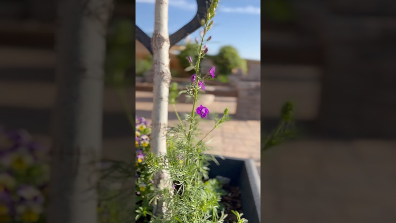 Peaceful Patio Garden 