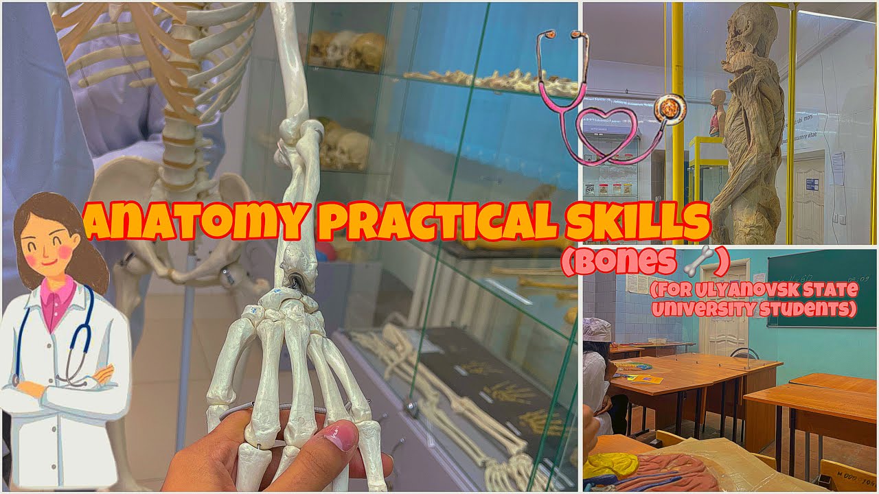 1st year anatomy practicals (bones) |part-2| Ulyanovsk state university ...