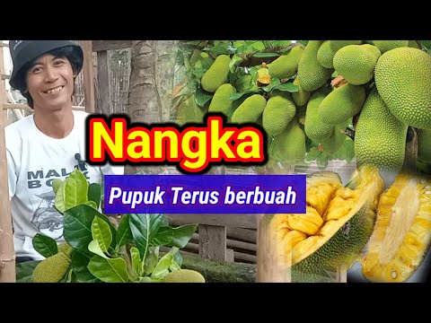 Cara Agar Nangka Cepat Matang