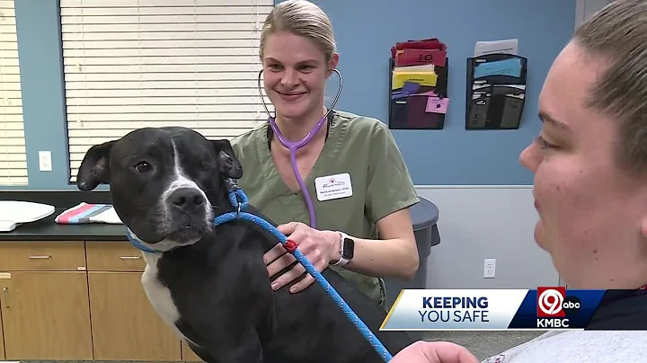 Mysterious new respiratory illness spreading among dogs. What you need to know