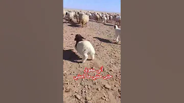 اني معوق حتى مشي ما امشي 