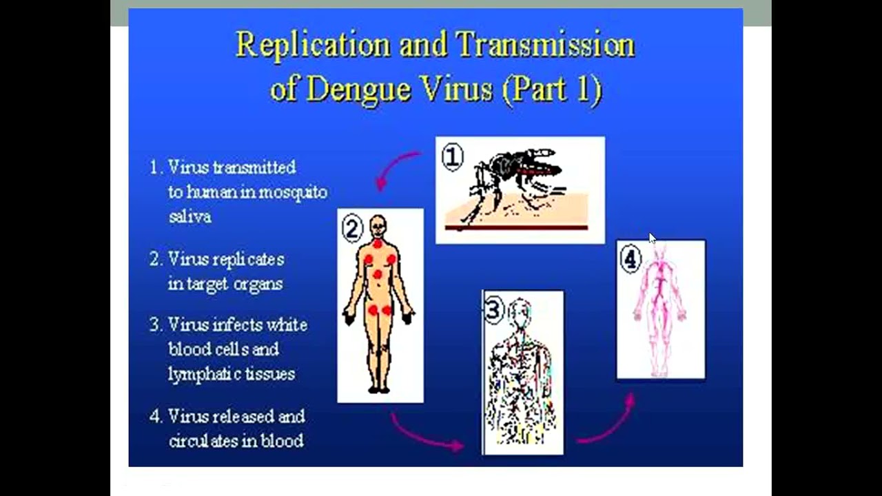 ⁣Lecture of Dr. Muhammad Awais for 4th Year MBBS on Topic Dengue Fever