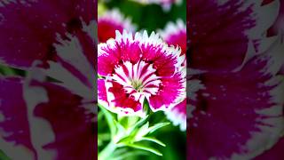 Timelapse Magic: Chinese Carnation Blooms #flower #timelapse #nature