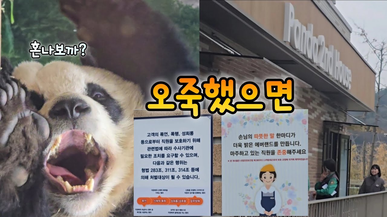 루이후이가 예뻐서 찾아가는 만큼 예쁜 말과 행동만 해요💕26.03.06 Everland Ruibao Huibao 