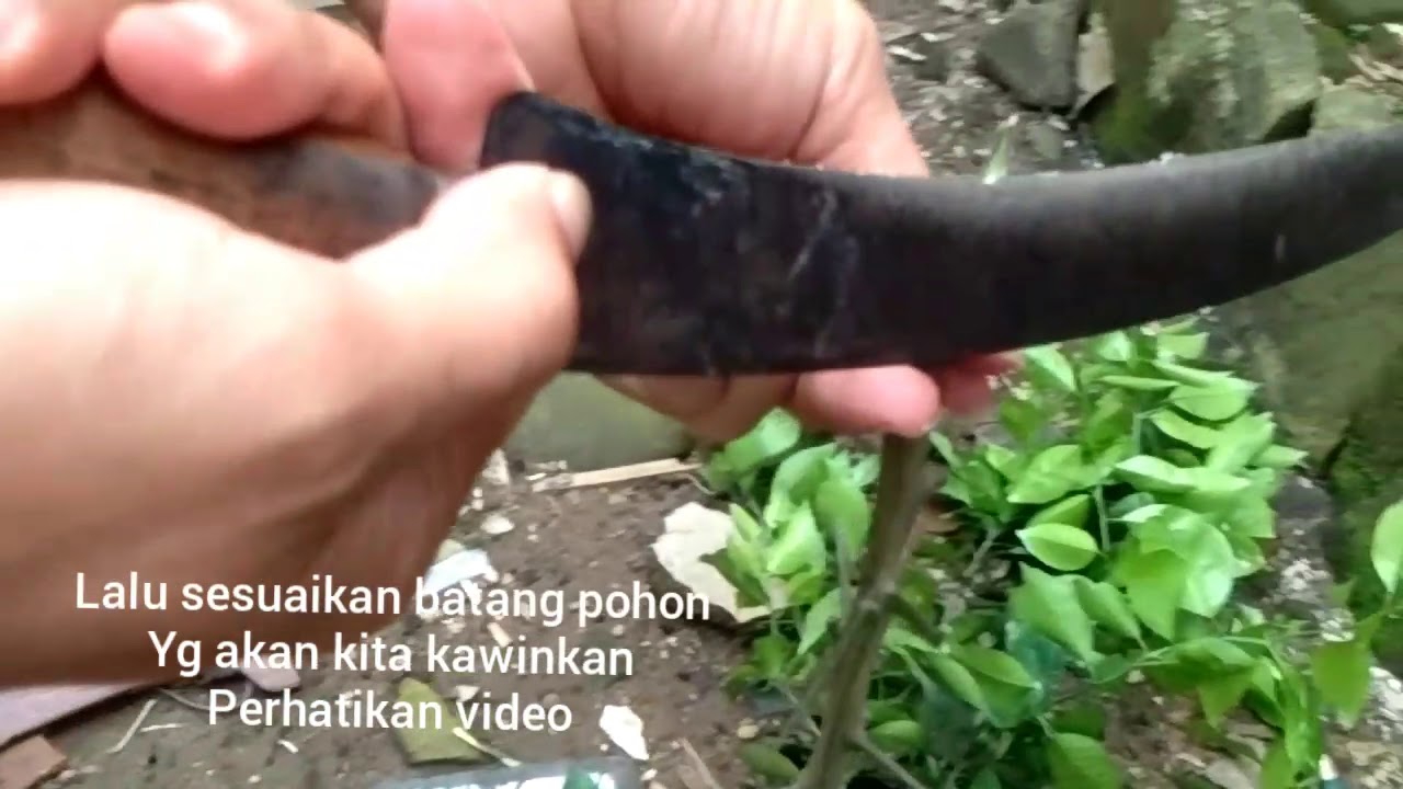  Cara menyambung tanaman  jeruk YouTube