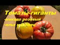 ТОМАТЫ-ГИГАНТЫ: Микадо розовый и Илья Муромец🍅