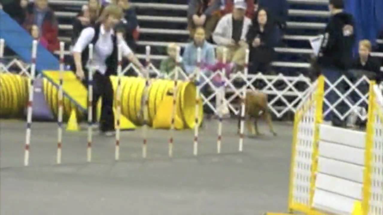 Rhodesian ridgeback agility: 1-24-10 Rose City AKC Agility - Xoli ...