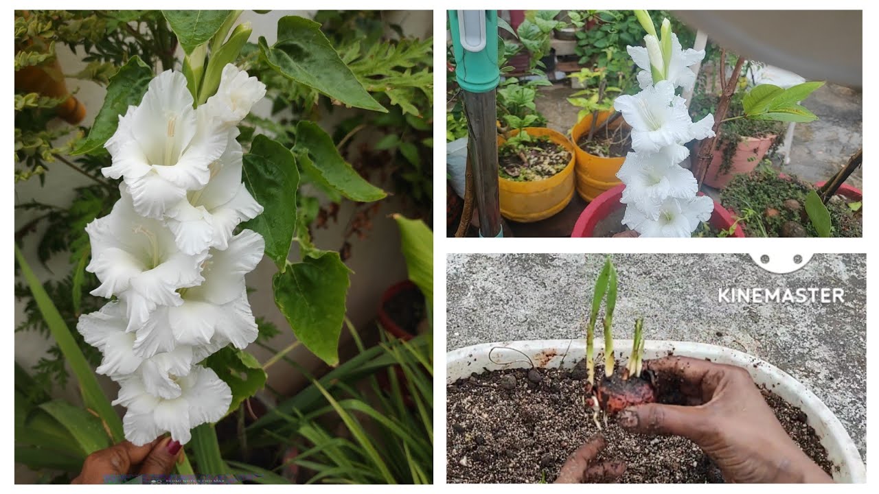 Gladiolus bubls ll winter flower YouTube