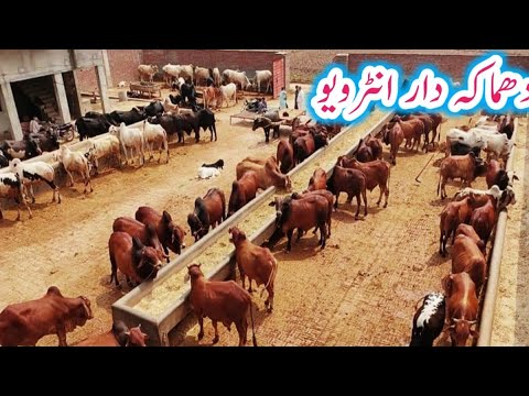 Saad Azhar Cattle farm k Khubsurat Bachry| Low Cost Rats Bachry - YouTube