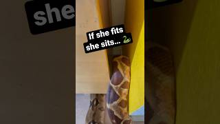 Huge Snake Hiding Under Table 😱🐍 #snakes #shorts