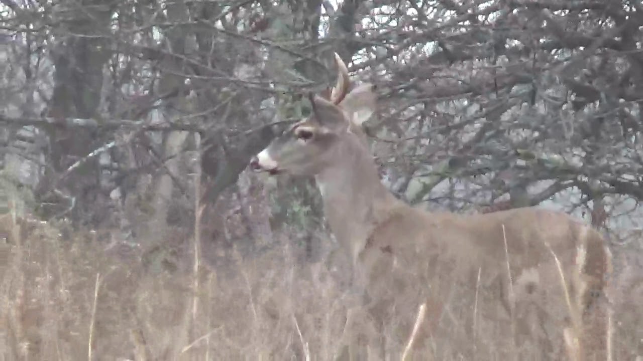 Missouri rifle deer season 2017 YouTube