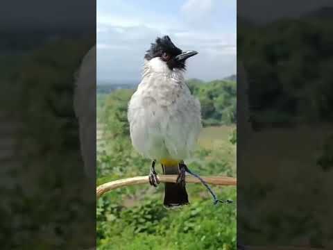 Pancingan Burung kutilang gacor full isian