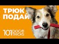 Команда Подай 🐩 Как научить собаку подавать поводок по команде 🐾 Дрессировка щенка приносить повод 🐶