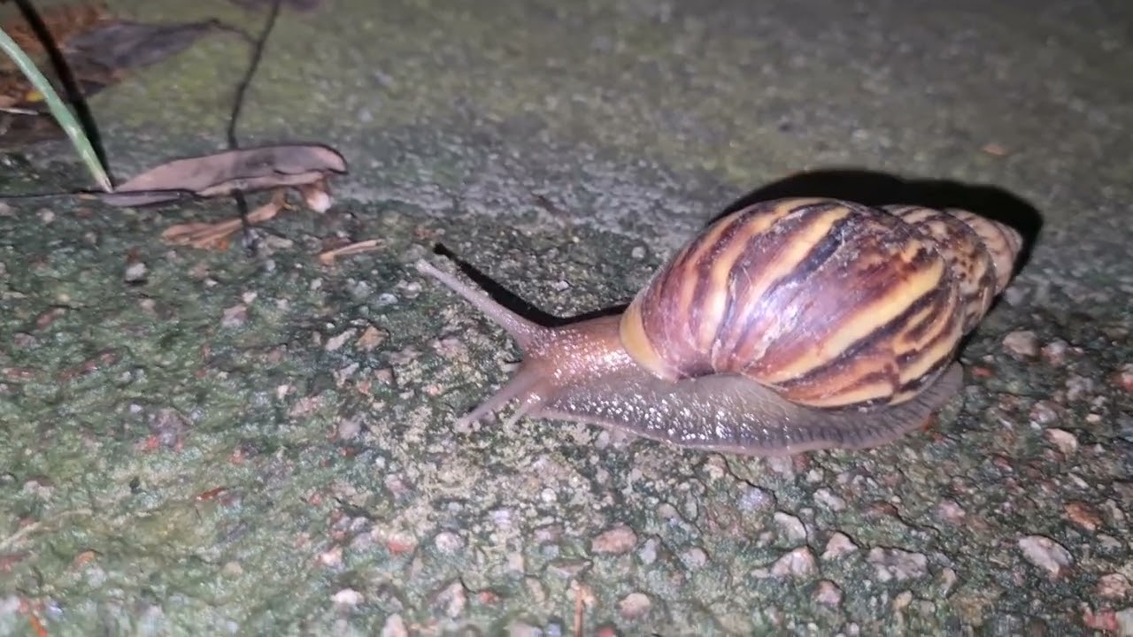 A CUTE SNAIL SPOTTED YouTube