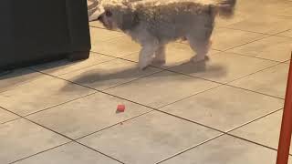 😂Funny Shih Poo attacking his cookie! MUST WATCH!! Unique funny dogs🤣