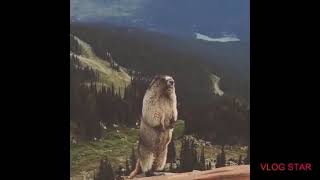screaming groundhog 😂