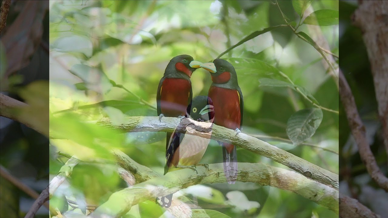 broadbill 