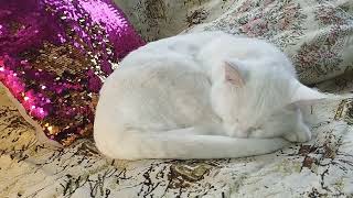 Very gentle cat by Fantastic variety of nature 267 views 3 weeks ago 1 minute, 6 seconds