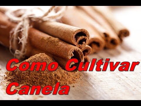 Mondini Plantas: Como Cultivar Canela