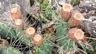 The Prickily Pear you can grow in wet frosty Countries tastes like Tomato