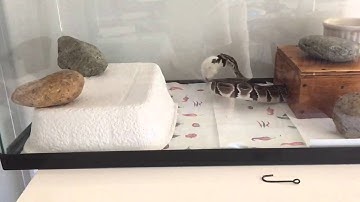 Ball python strike and coil slow motion feeding