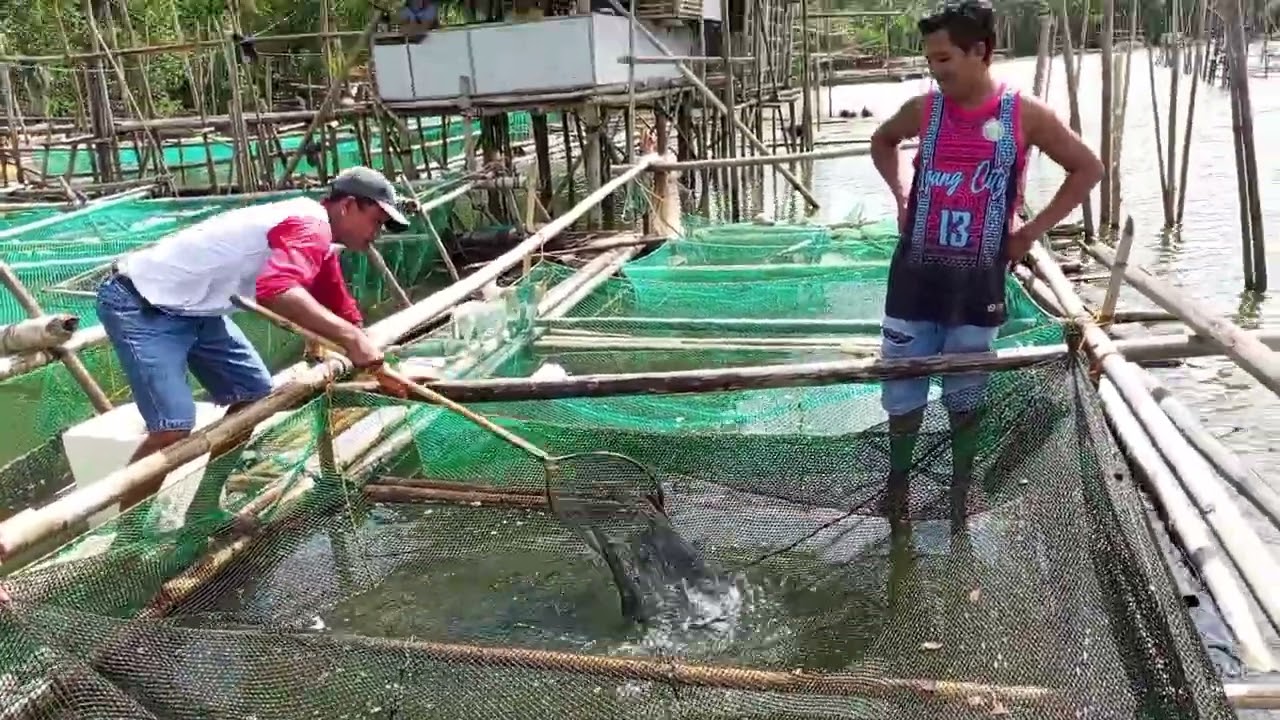 MY BUYER C OTOL NG KQNYANG ENID TAWAG DINI SA AMIN.