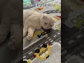 SarД Еџekerim рџ †Ine Girerim Kedishorts Ytdayibenionecikarnolur TatlД Kediler Kedi Cute SarД Еџekerim рџ †Ine Girerim Kedishorts Ytdayibenionecikarnolur TatlД Kediler Kedi Cute