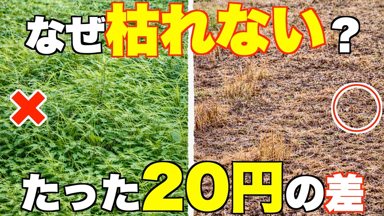 【効果激変!】たったの20円。入れてない人、損してます