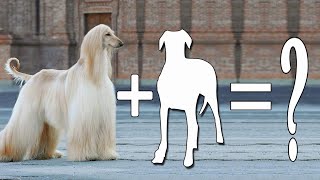 Top 09 Crazily Cute Afghan Hound Mixes Cross Breed Dogs | Afghan Hound Mix