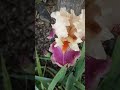 Iris Cherry Blossom Song ft. Cherry Bee Hug