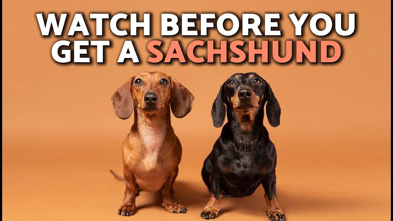 EVERYTHING You NEED to Know About the DACHSHUND 🌭🐶🤎 ¡Includes Surprising WEINER DOG FACTS!