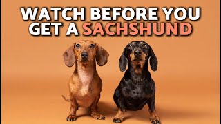 EVERYTHING You NEED to Know About the DACHSHUND 🌭🐶🤎 ¡Includes Surprising WEINER DOG FACTS!