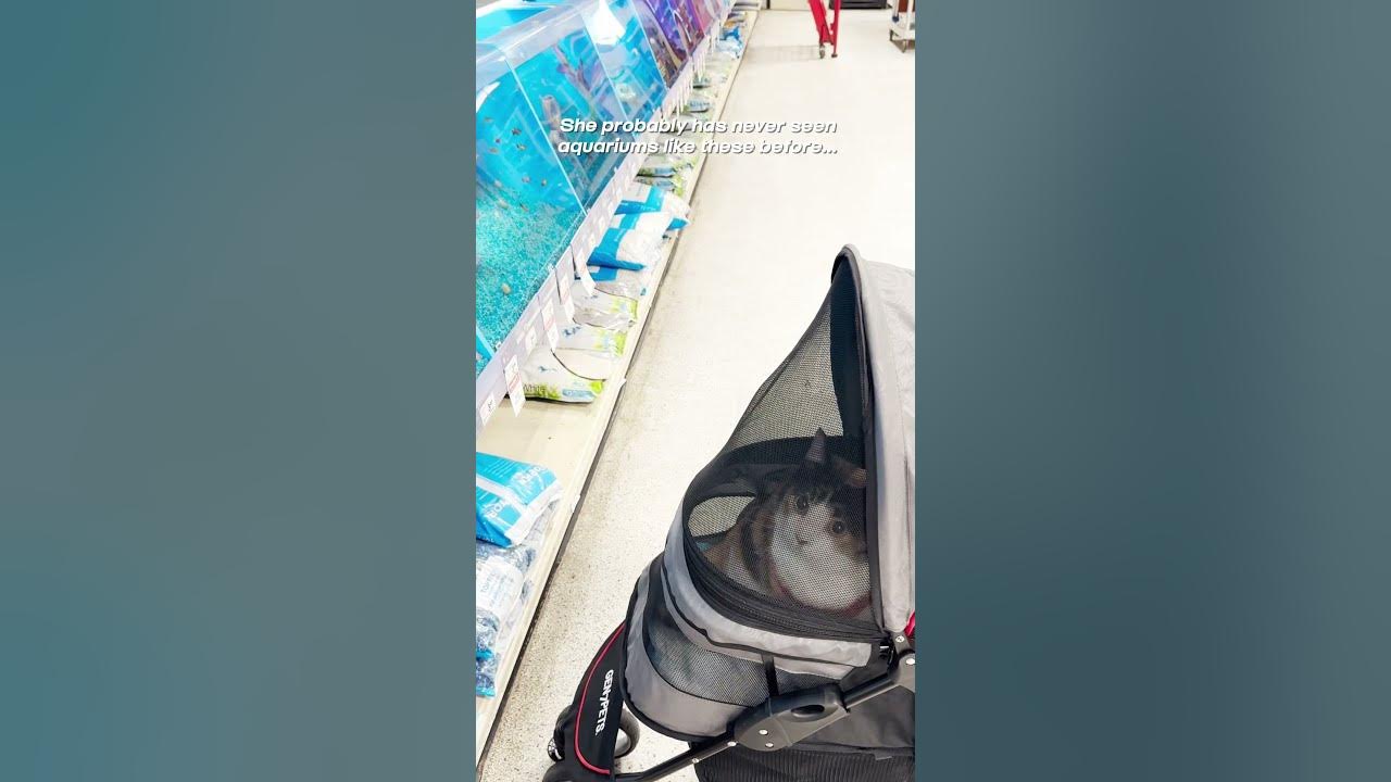 Taking my cat to PetSmart 🛒shorts calicocat YouTube