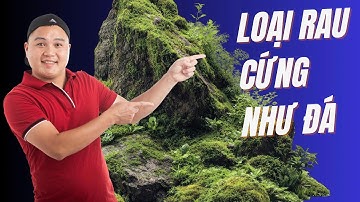 MẤM ĐÁ món rau lạ lùng và ngon khó quên khi nấu theo cách này