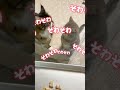 猫はウシガエル食べるの？🐸