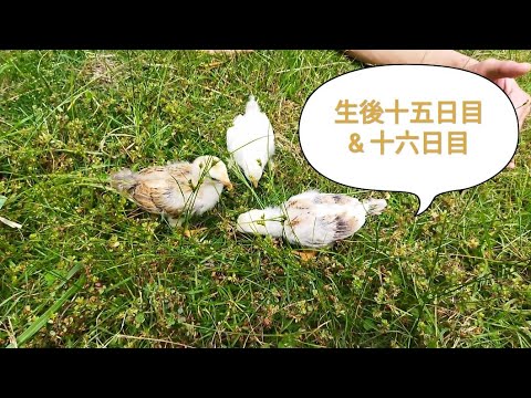 ひよこ初めて芝生でお散歩