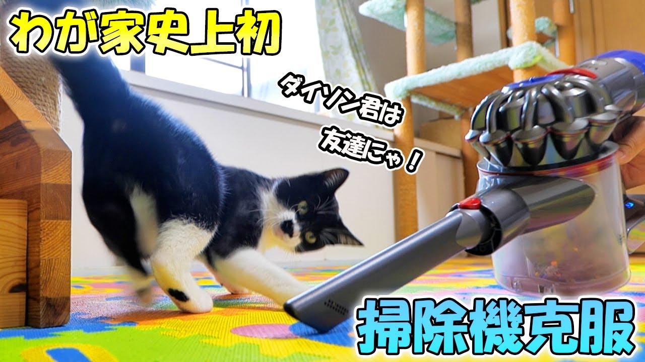 永遠の天敵『掃除機』を近づけたら、猫が…まさかの『予想外すぎる反応