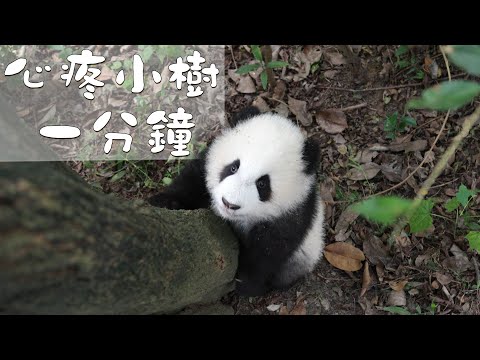 心疼小樹1分鐘 | iPanda熊貓頻道